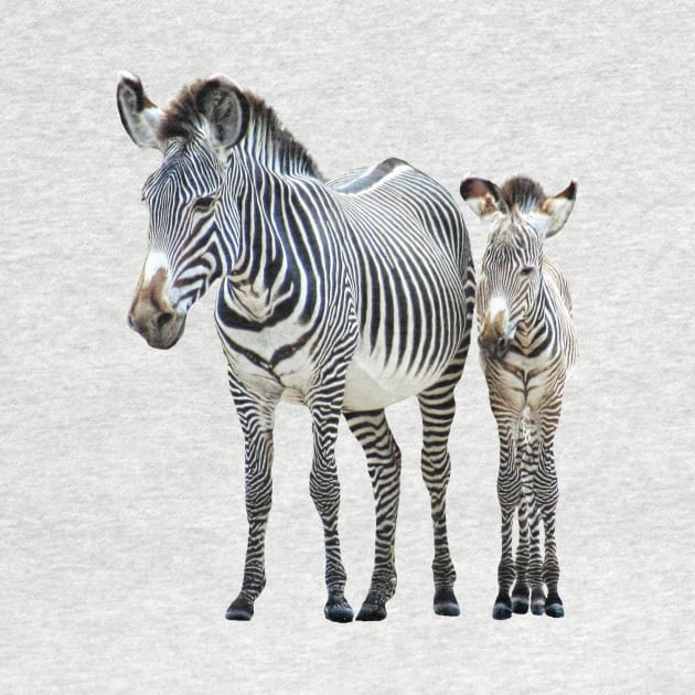 Zebra - Mama with offspring in Kenya / Africa by T-SHIRTS UND MEHR